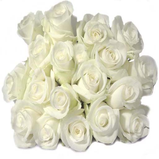 White-Roses-3