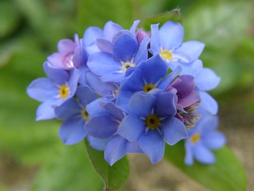 forget-me-not-flower-2